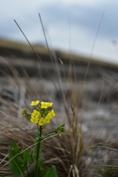 河川敷の花