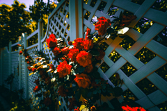 薔薇　葛西