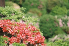 紅色