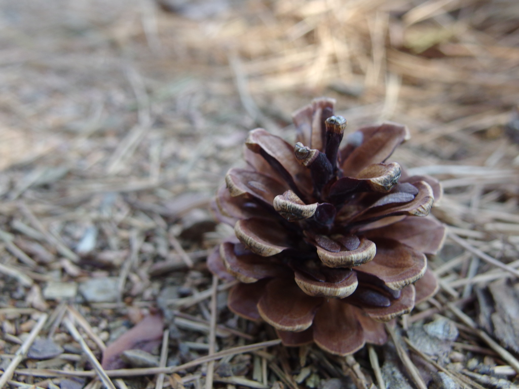 道中まつぼっくり