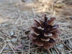 道中まつぼっくり