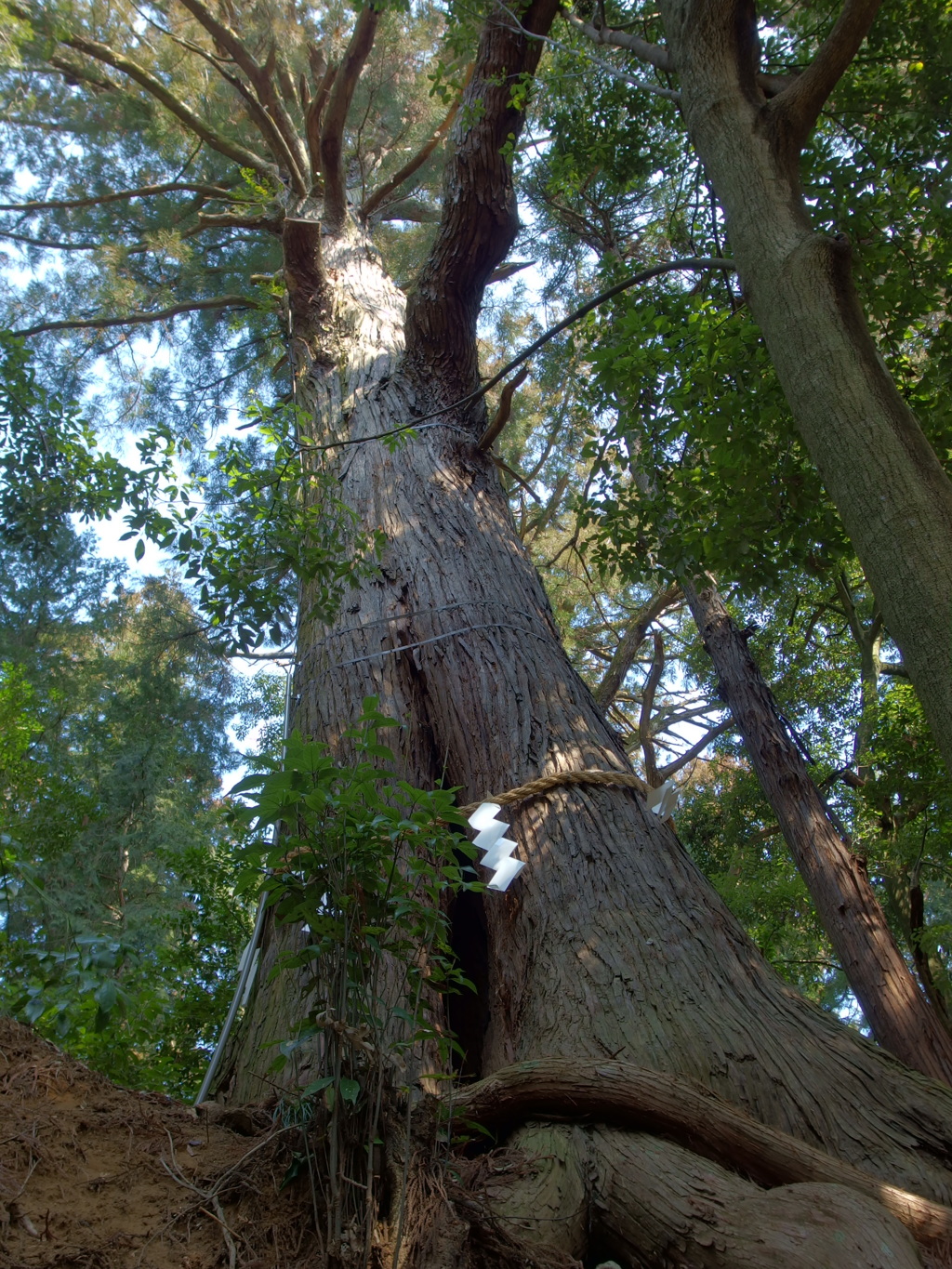 天高く伸びる御神木