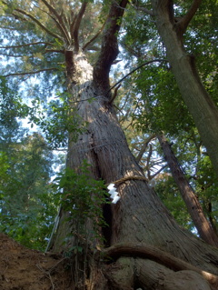 天高く伸びる御神木
