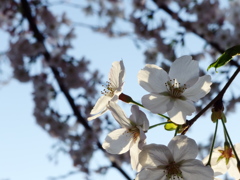 暮れ行く陽を浴びて