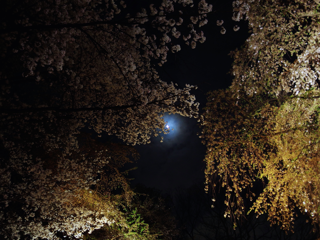 月明かりと桜〜六義園〜