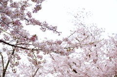 雲桜
