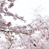 雲桜