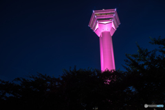 ピンクに染まった五稜郭タワー