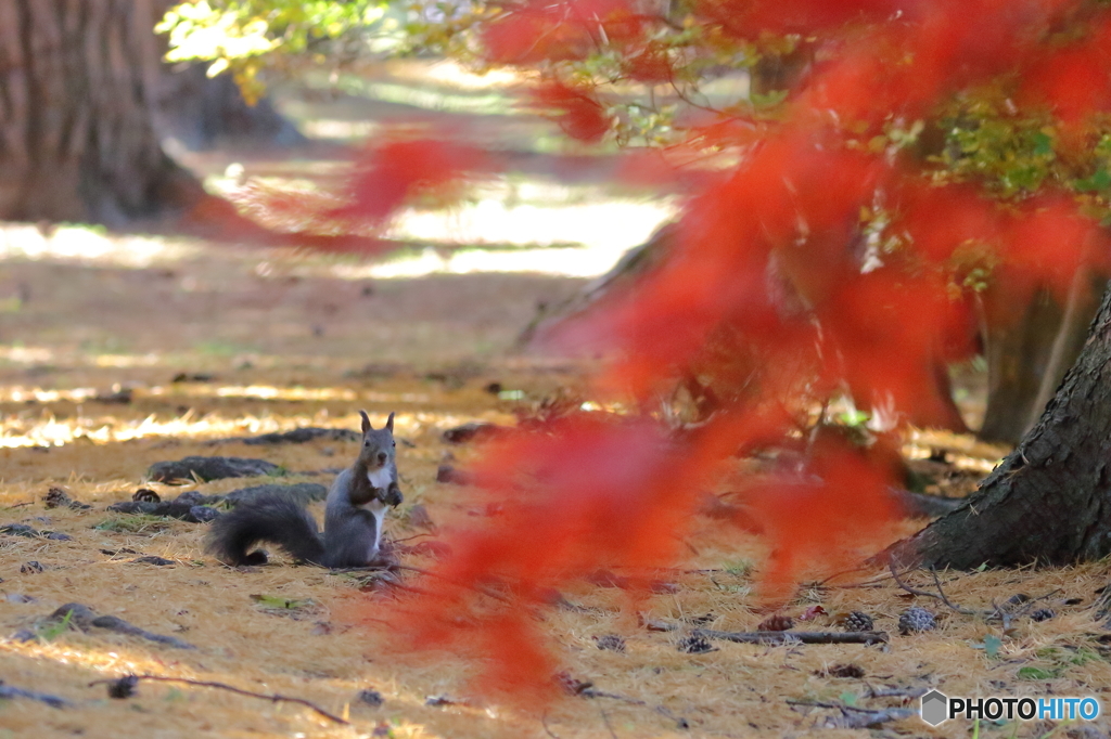 リスと紅葉