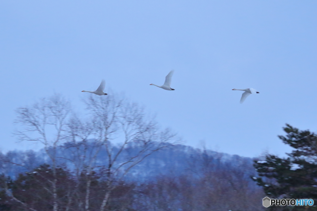 白鳥の飛翔