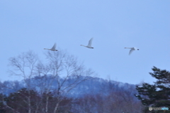白鳥の飛翔