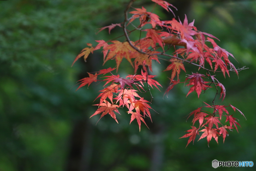 紅葉