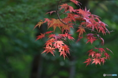紅葉