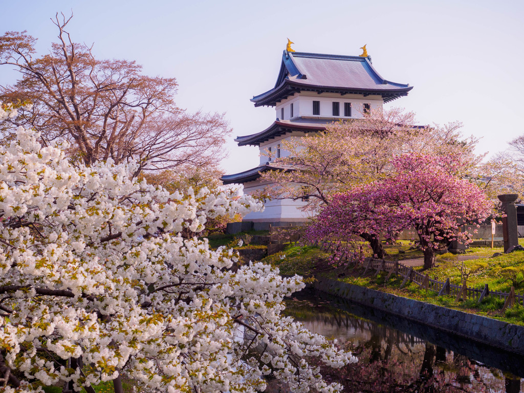 松前城と桜