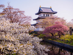 松前城と桜