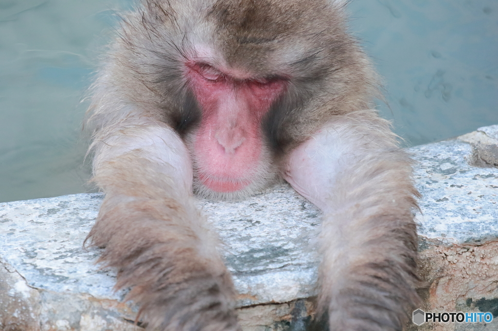 今年は「申」なので