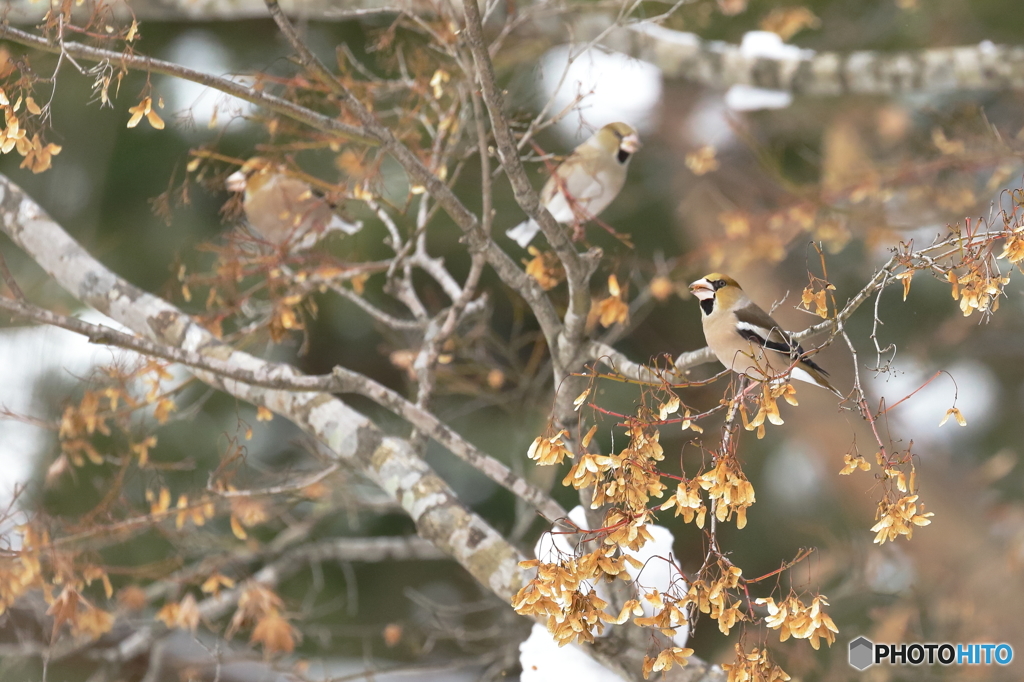 冬の野鳥たち