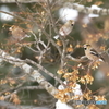 冬の野鳥たち