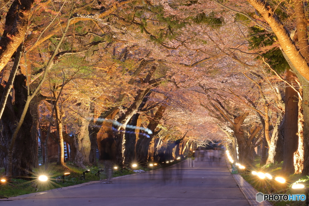 桜の道