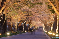 桜の道