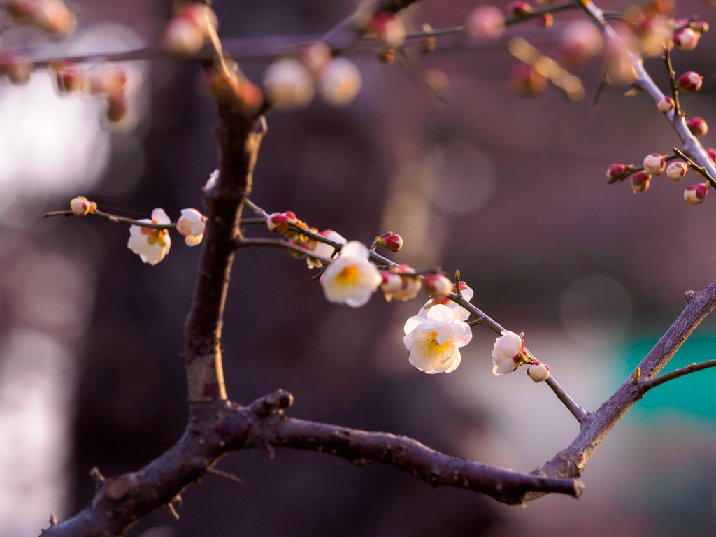 梅の花