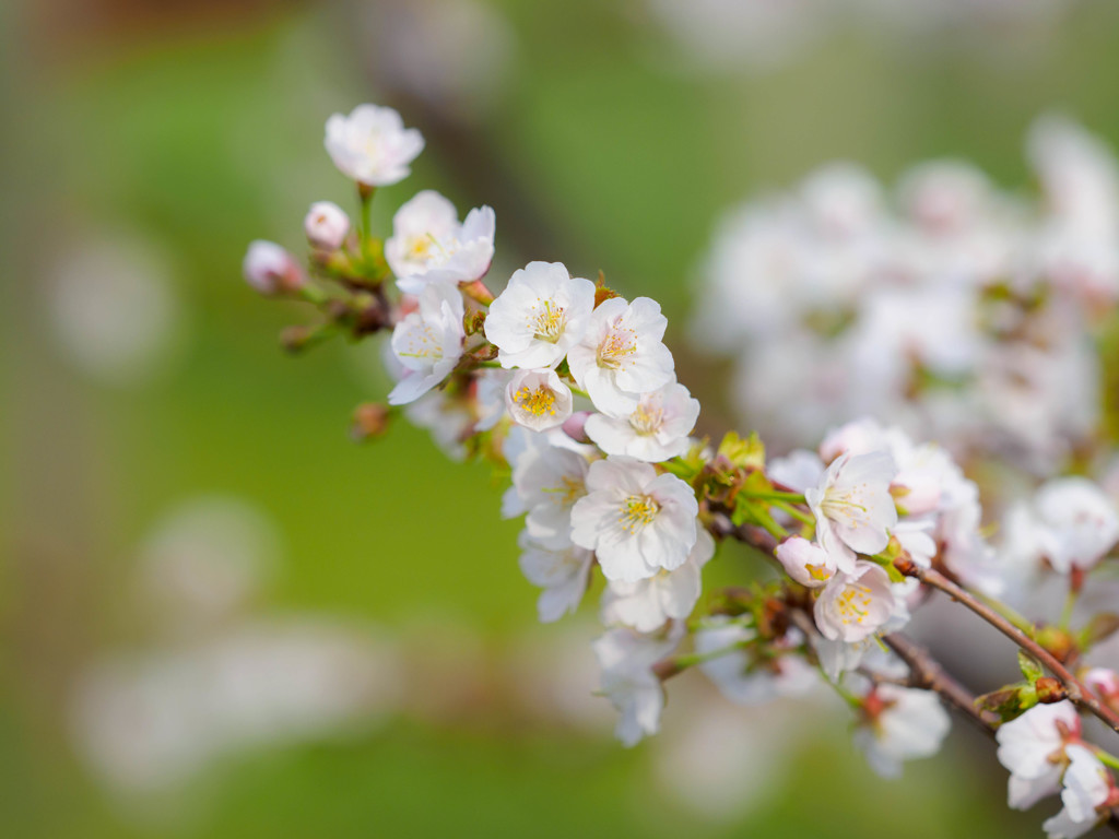 桜