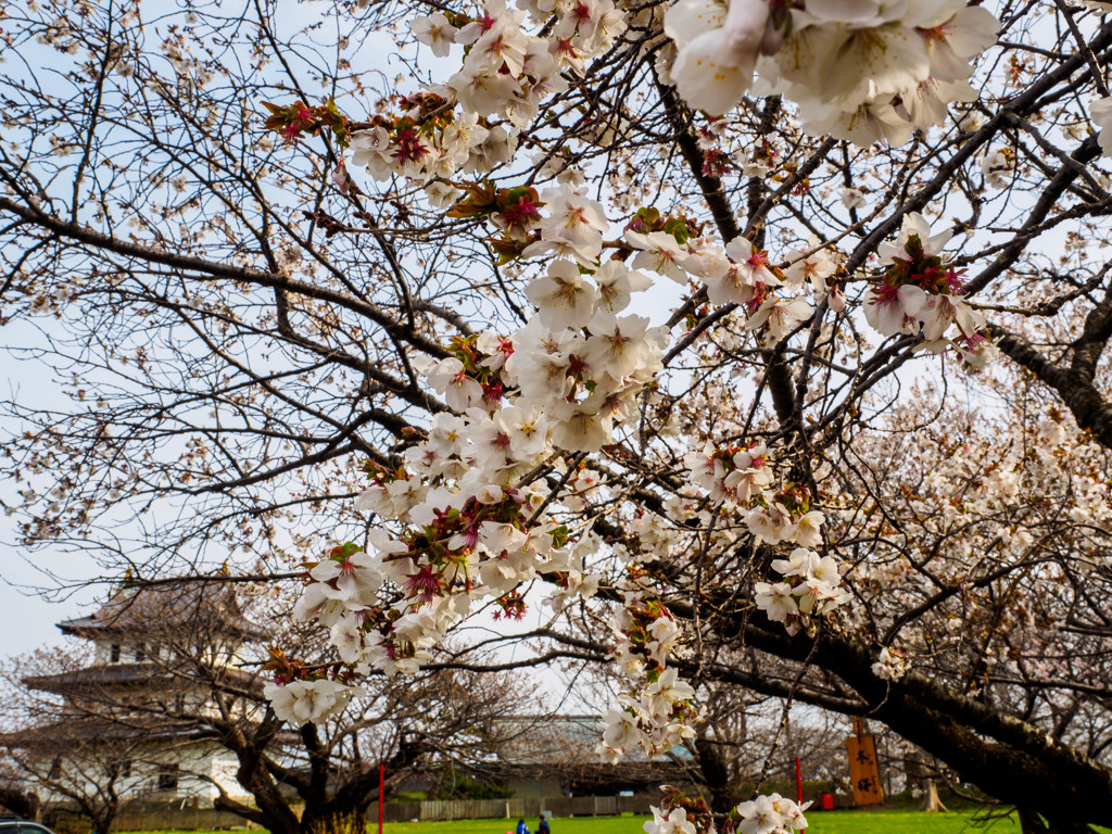 桜と松前城
