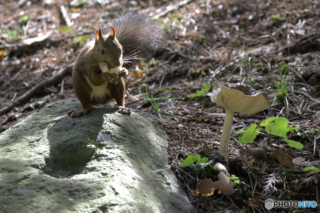 キノコを食す！