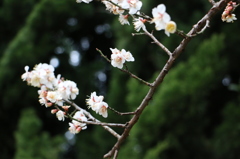 白梅