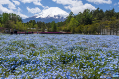 ネモフィラと富士山