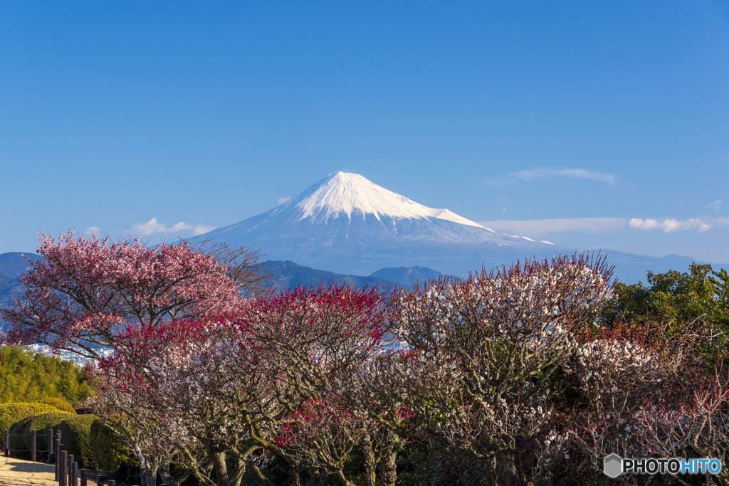 桜と紅白梅