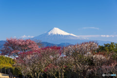 桜と紅白梅