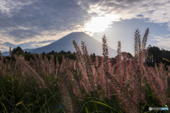 チカラシバと富士山
