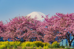 春景色と富士山