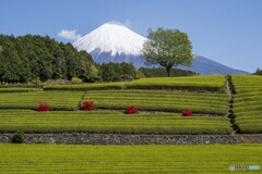 大渕の茶畑と躑躅