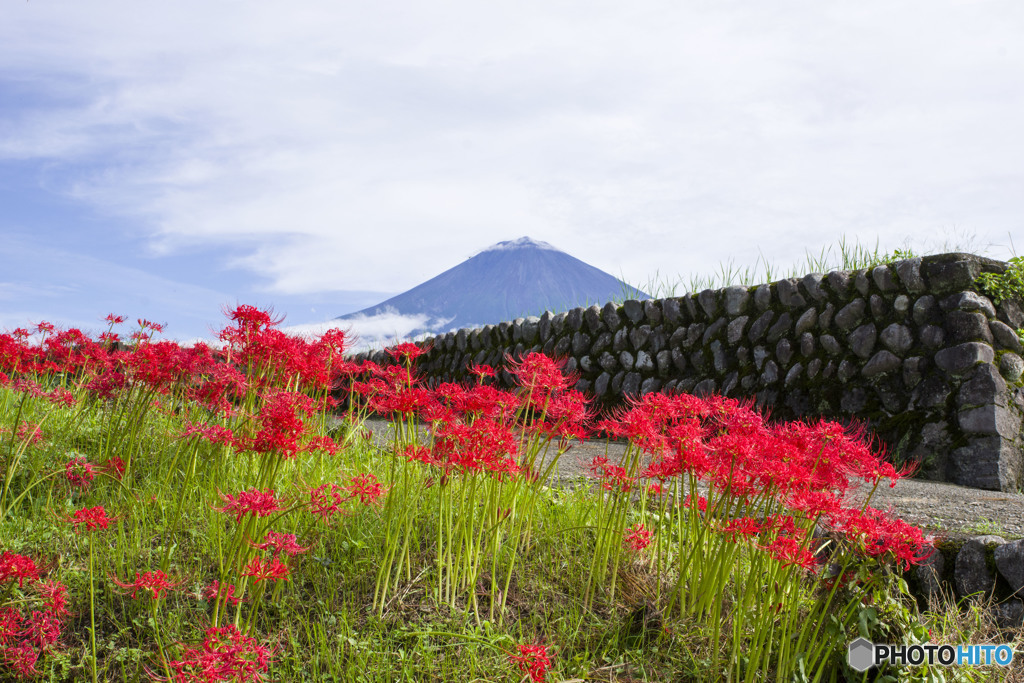 花の命は短くて