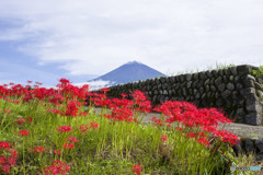 花の命は短くて