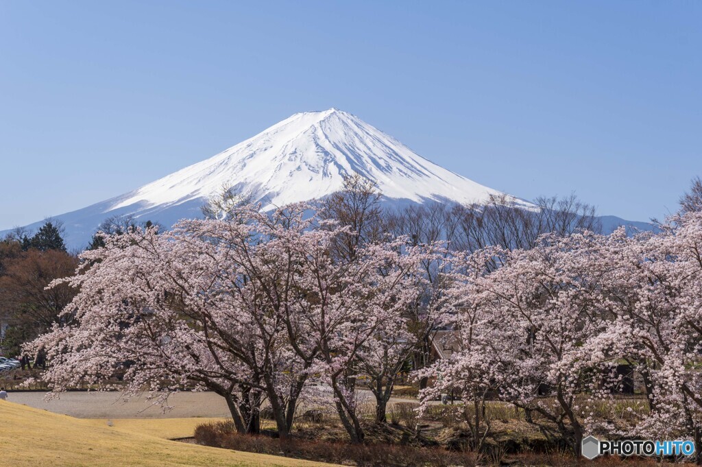 河口湖桜巡り３