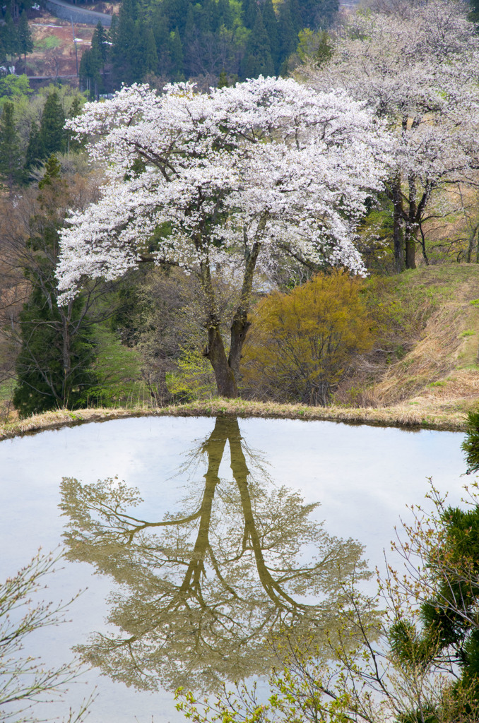 棚田の桜