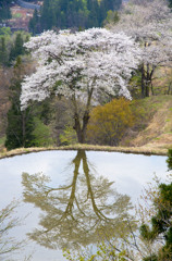 棚田の桜