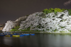 夜桜