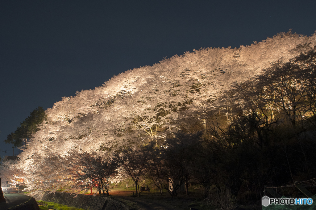 荒神山桜公園のライトアップ２