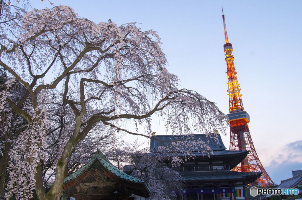 東京にも春が来た