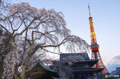 東京にも春が来た