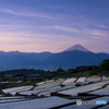 富士の見える棚田　夜明け