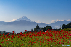 ポピーと富士山