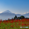 ポピーと富士山