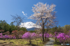 残り桜