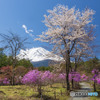 残り桜