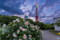 薔薇とタワー